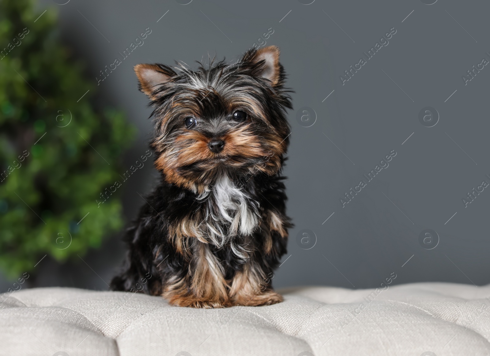 Photo of Cute Yorkshire terrier puppy and blurred Christmas tree on background. Happy dog