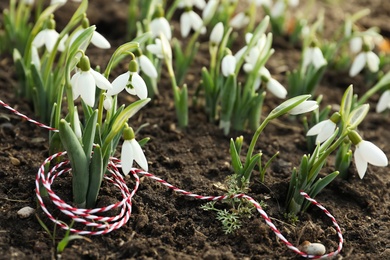 Photo of Beautiful snowdrops with thread outdoors. Early spring flowers