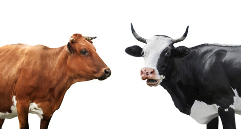 Image of Beautiful cows on white background. Animal husbandry