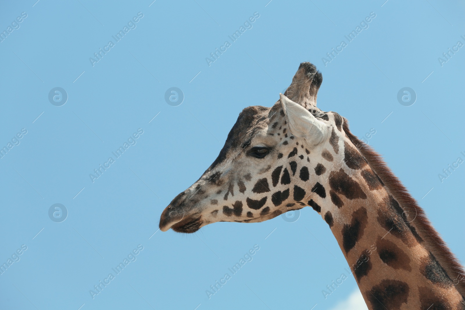 Photo of Closeup view of Rothschild giraffe against blue sky