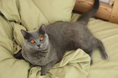 Photo of Adorable grey British Shorthair cat on bed, above view