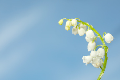 Beautiful lily of the valley against blue sky, closeup. Space for text