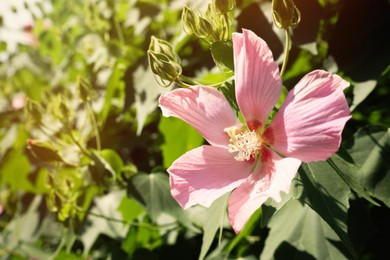 Beautiful pink hibiscus flower growing outside, closeup. Space for text