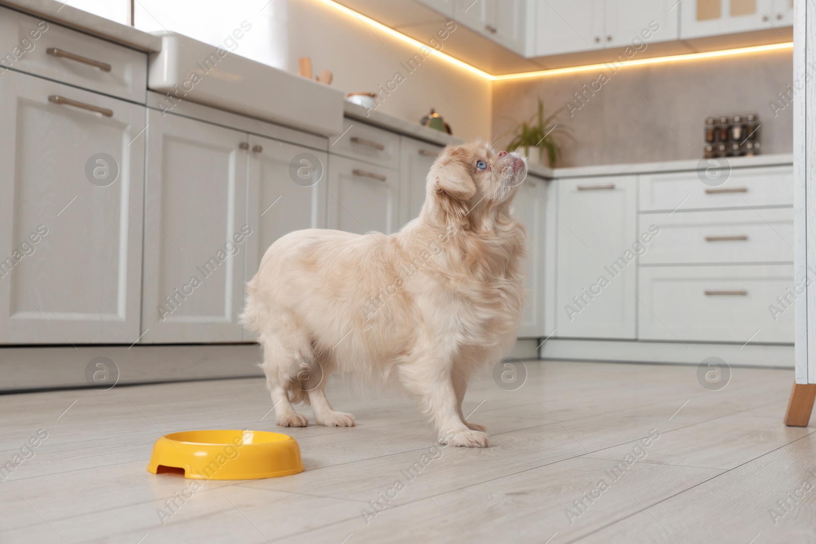 Photo of Cute Pekingese dog near pet bowl in kitchen