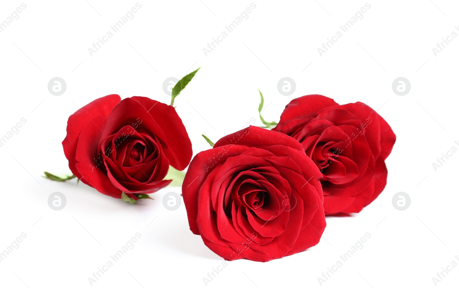 Photo of Beautiful red rose flowers on white background