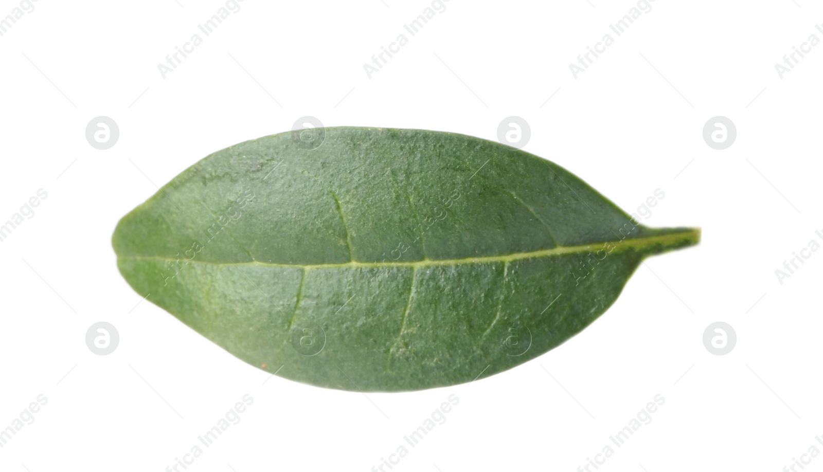 Photo of Fresh green citrus leaf on white background