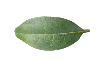 Photo of Fresh green citrus leaf on white background