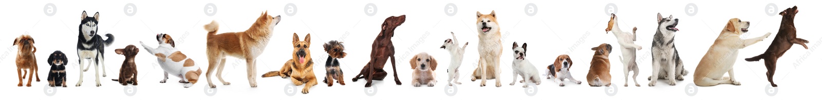 Image of Collage with different dogs on white background. Banner design