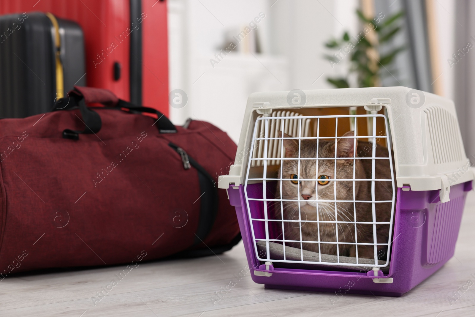 Photo of Travel with pet. Cute cat in carrier and bag at home