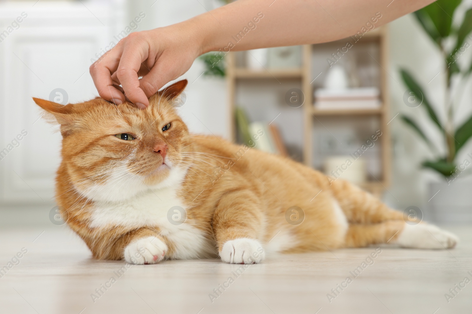 Photo of Woman petting cute ginger cat on floor at home, closeup