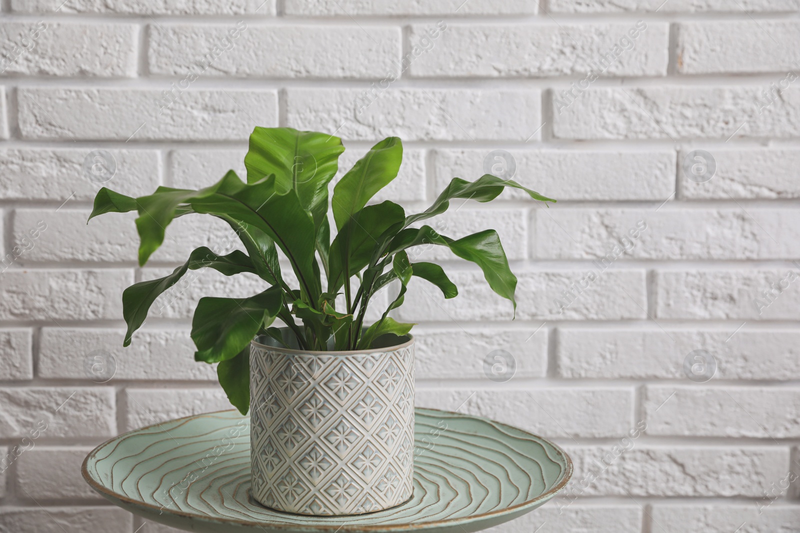 Photo of Beautiful fresh potted fern on green table near white brick wall. Space for text