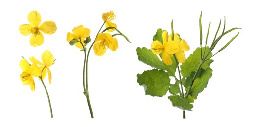 Celandine plants with yellow flowers and green leaves on white background, collage. Banner design 