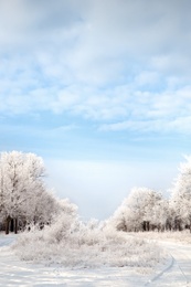 Photo of Plants covered with hoarfrost outdoors on winter morning