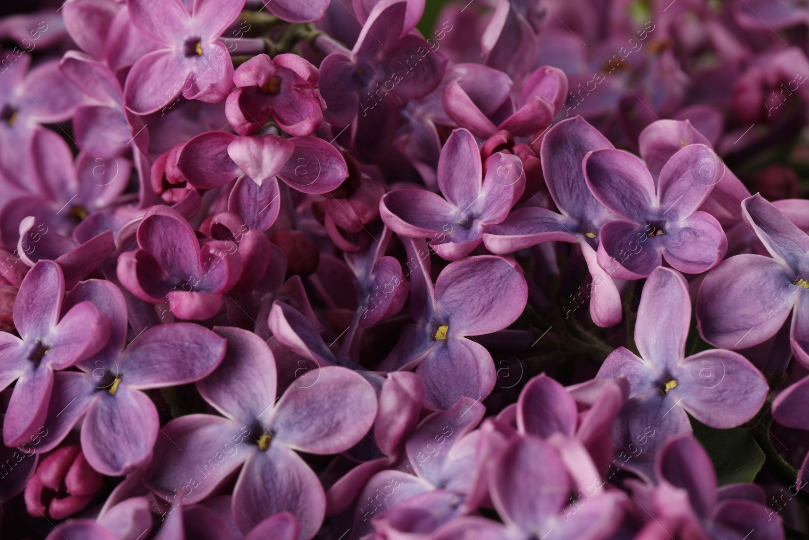 Photo of Closeup view of beautiful blossoming lilac as background