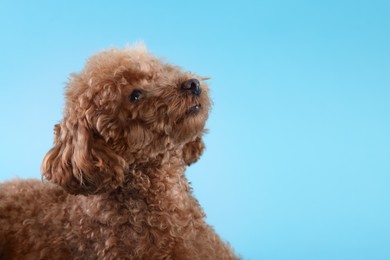Photo of Cute Maltipoo dog on light blue background, space for text. Lovely pet