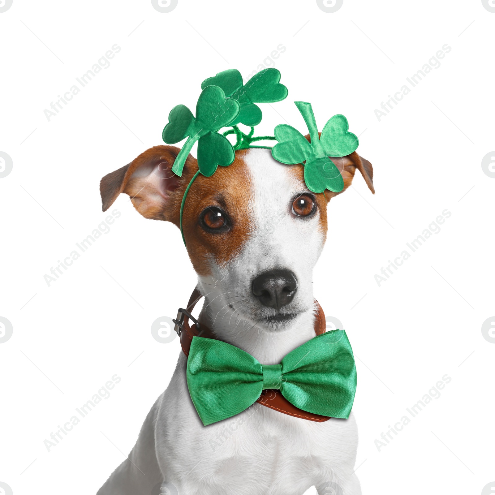 Image of St. Patrick's day celebration. Cute Jack Russell terrier wearing headband with clover leaves and green bow tie isolated on white