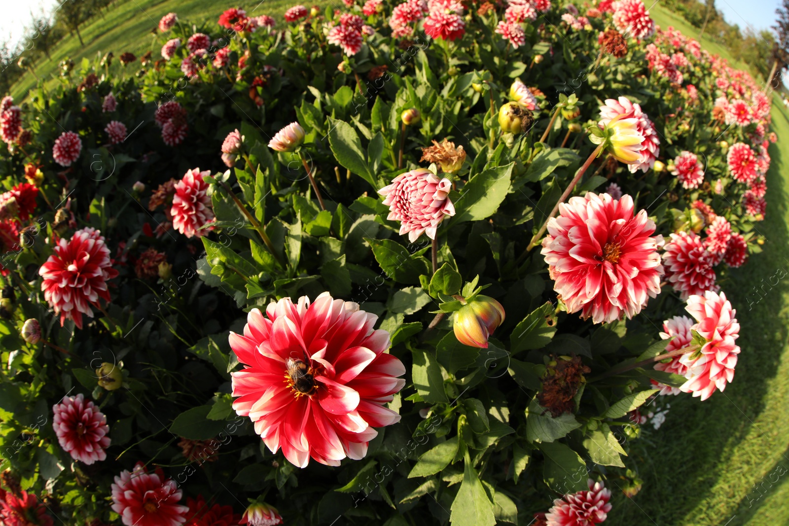 Photo of Beautiful dahlia flowers and green grass growing outdoors. Fisheye lens