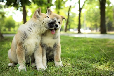 Photo of Funny adorable Akita Inu puppies in park, space for text