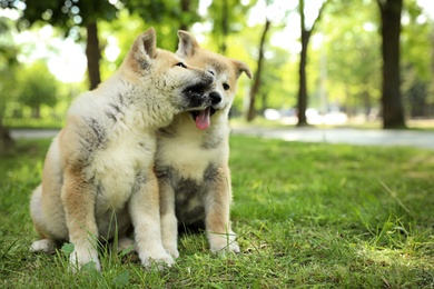 Funny adorable Akita Inu puppies in park, space for text