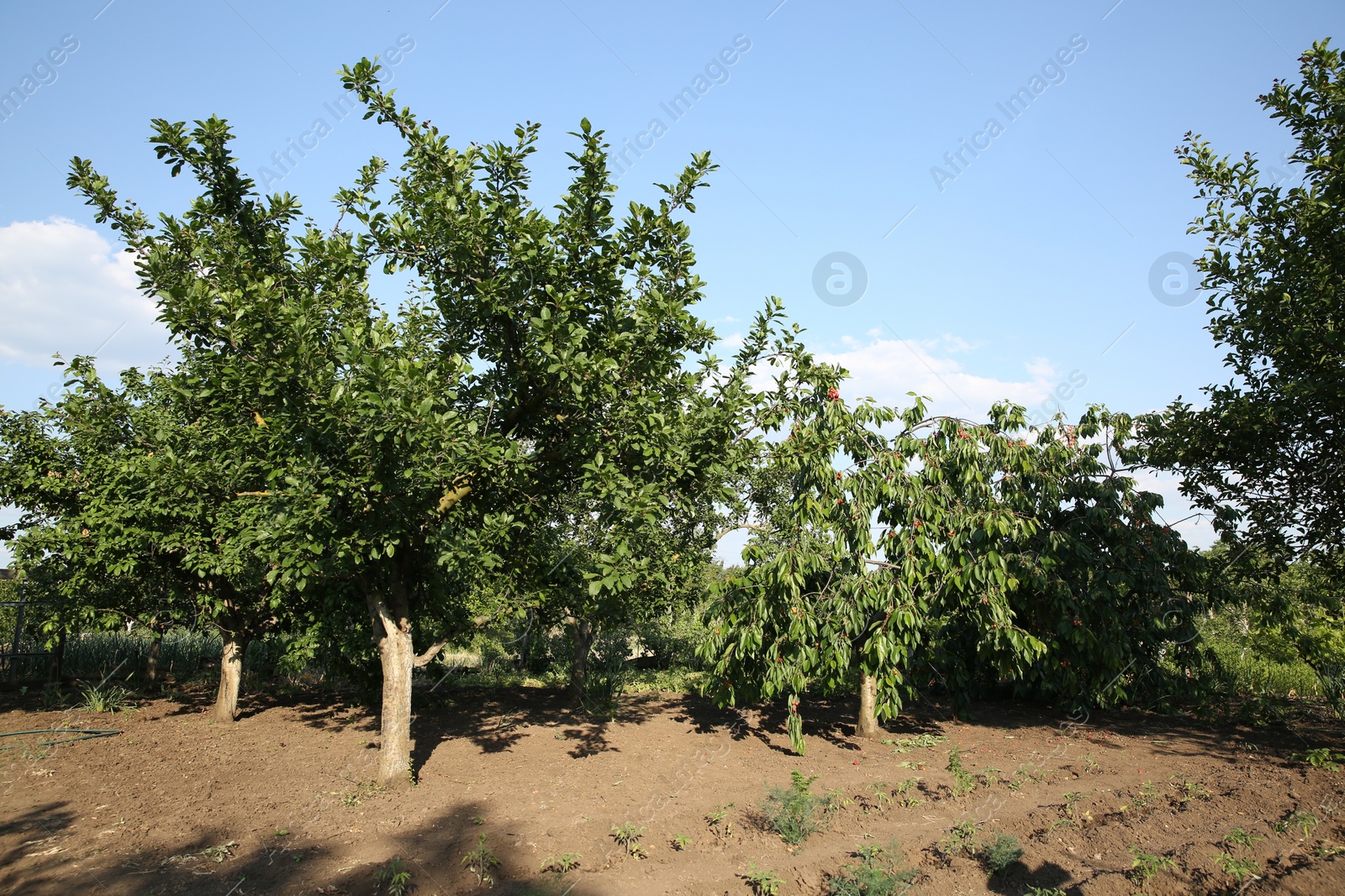 Photo of Cherry tree with green leaves and unripe berries growing outdoors