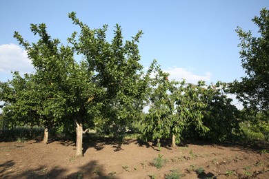 Photo of Cherry tree with green leaves and unripe berries growing outdoors