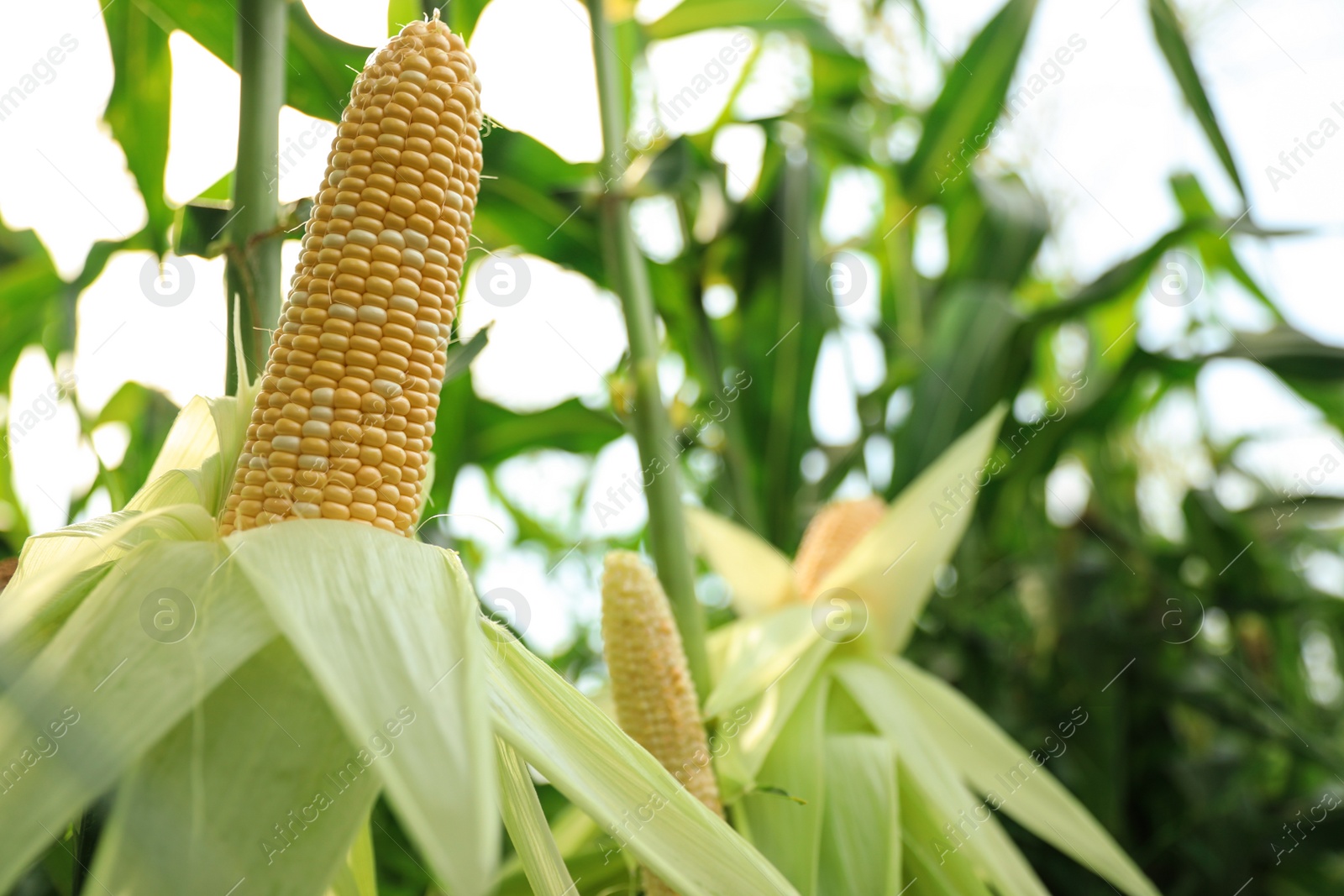 Photo of Ripe corn cobs in field on sunny day