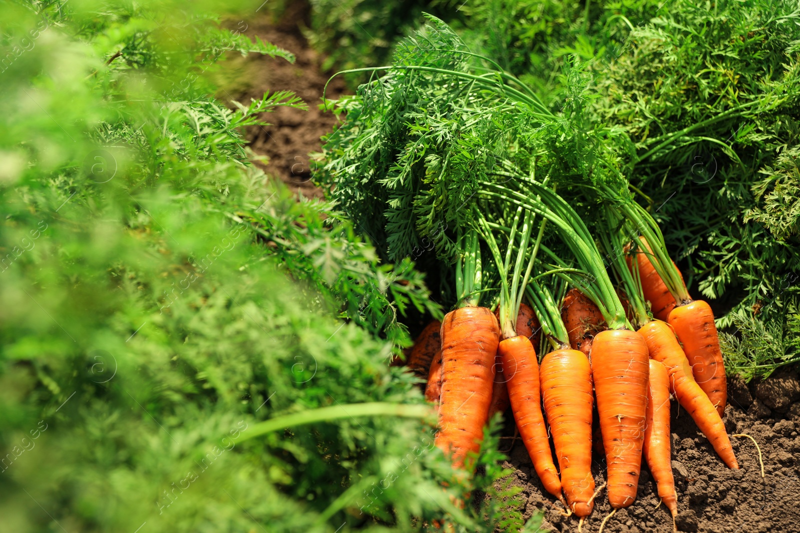 Photo of Pile of fresh ripe carrots on field. Organic farming