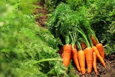 Pile of fresh ripe carrots on field. Organic farming