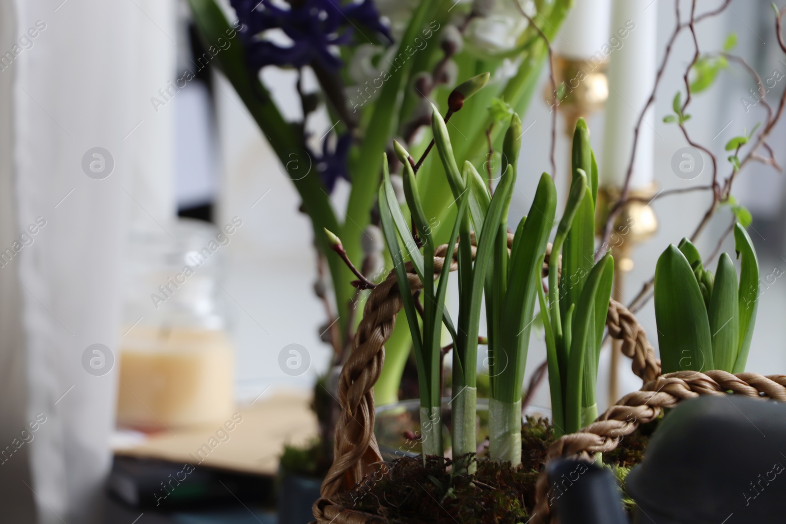 Photo of Spring shoots of Narcissus and Hyacinth planted in wicker basket on window sill, closeup. Space for text