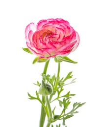 Photo of Beautiful pink ranunculus flower on white background