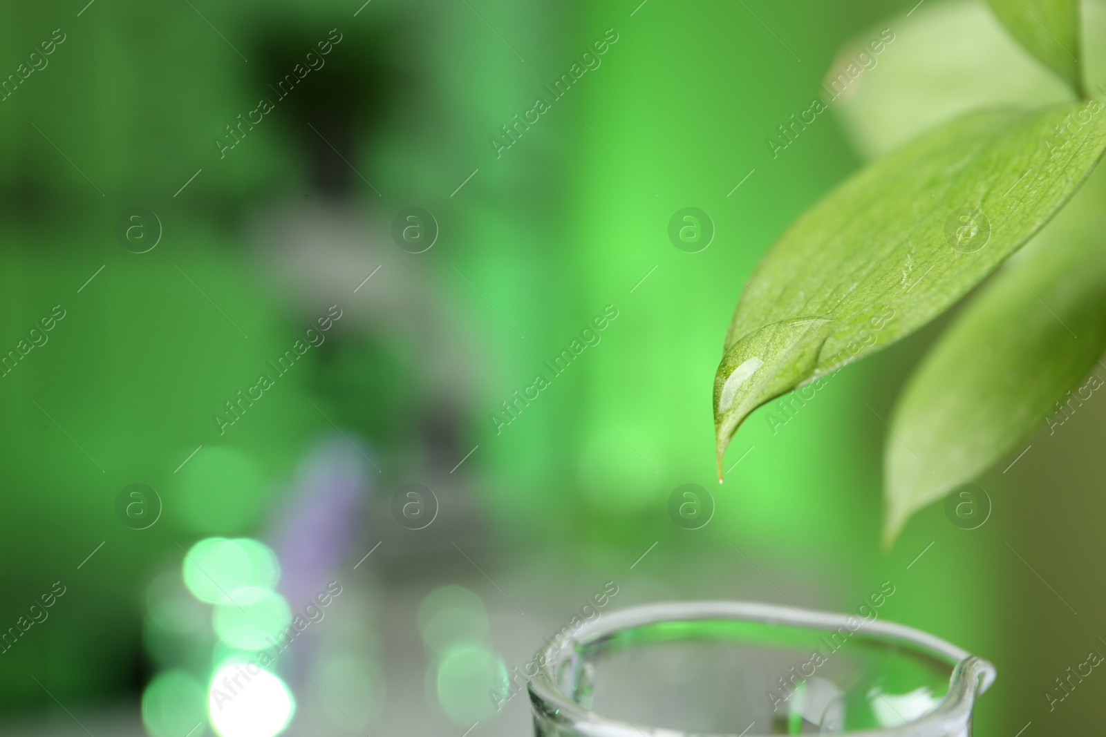 Photo of Leaf with liquid dripping into test tube at laboratory, closeup. Space for text