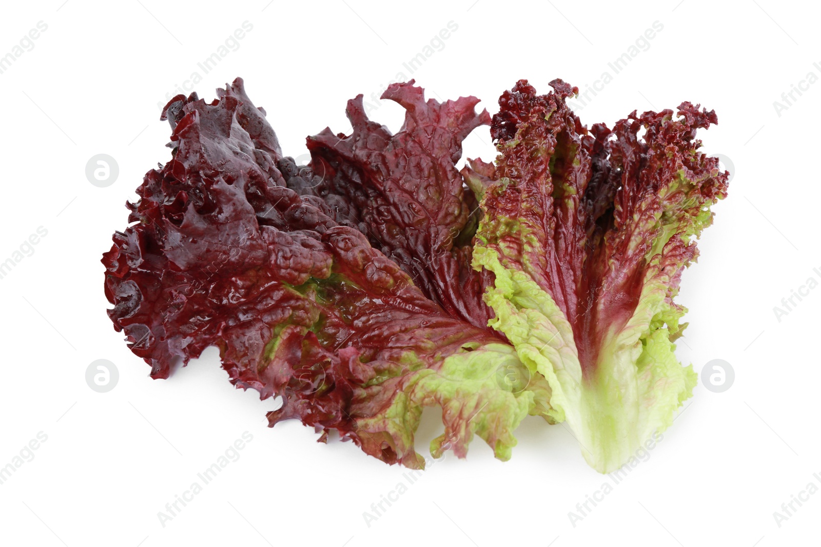 Photo of Leaves of fresh red coral lettuce isolated on white
