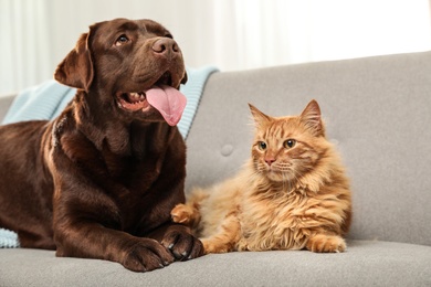 Photo of Cat and dog together on sofa indoors. Fluffy friends