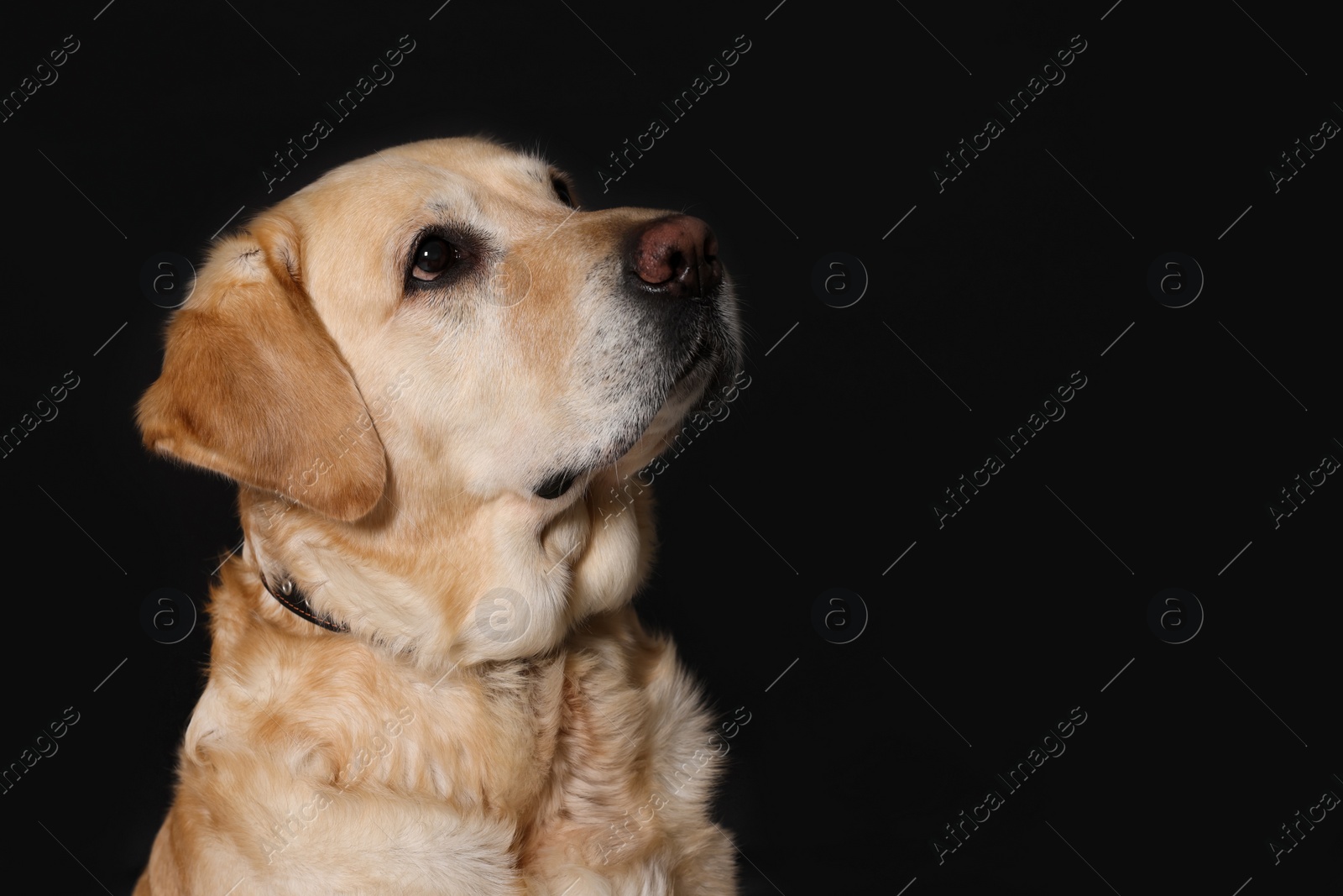 Photo of Cute Labrador Retriever in dog collar on black background. Space for text