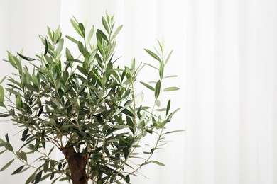 Beautiful olive tree near white curtain indoors