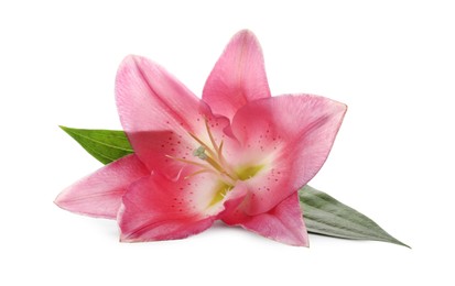 Photo of Beautiful pink lily flower isolated on white