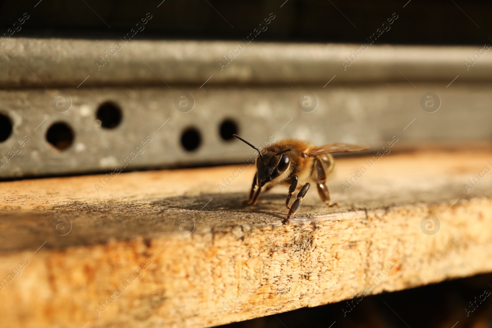 Photo of Closeup view of wooden hive with honey bee on sunny day