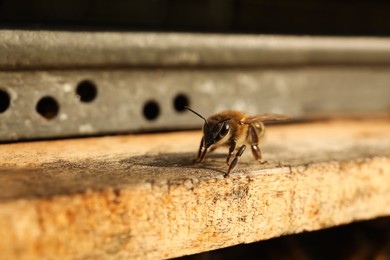 Photo of Closeup view of wooden hive with honey bee on sunny day