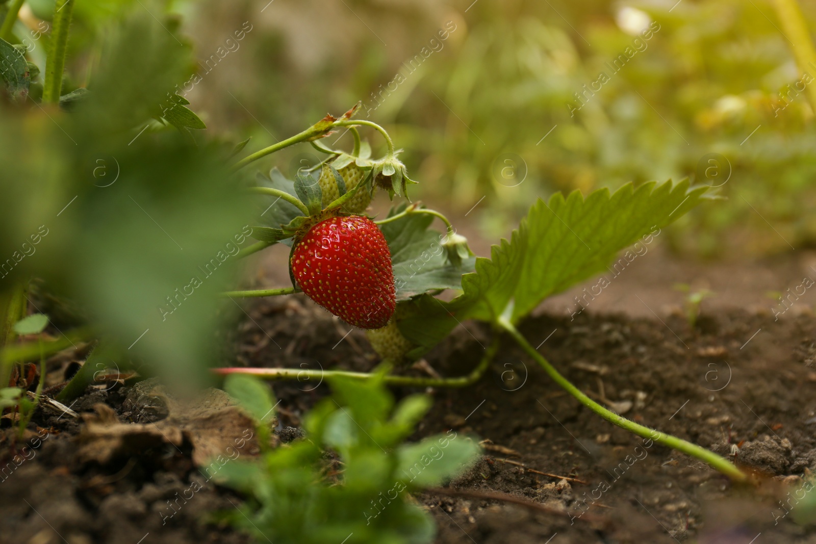 Photo of Strawberry plant with ripening berries growing in garden