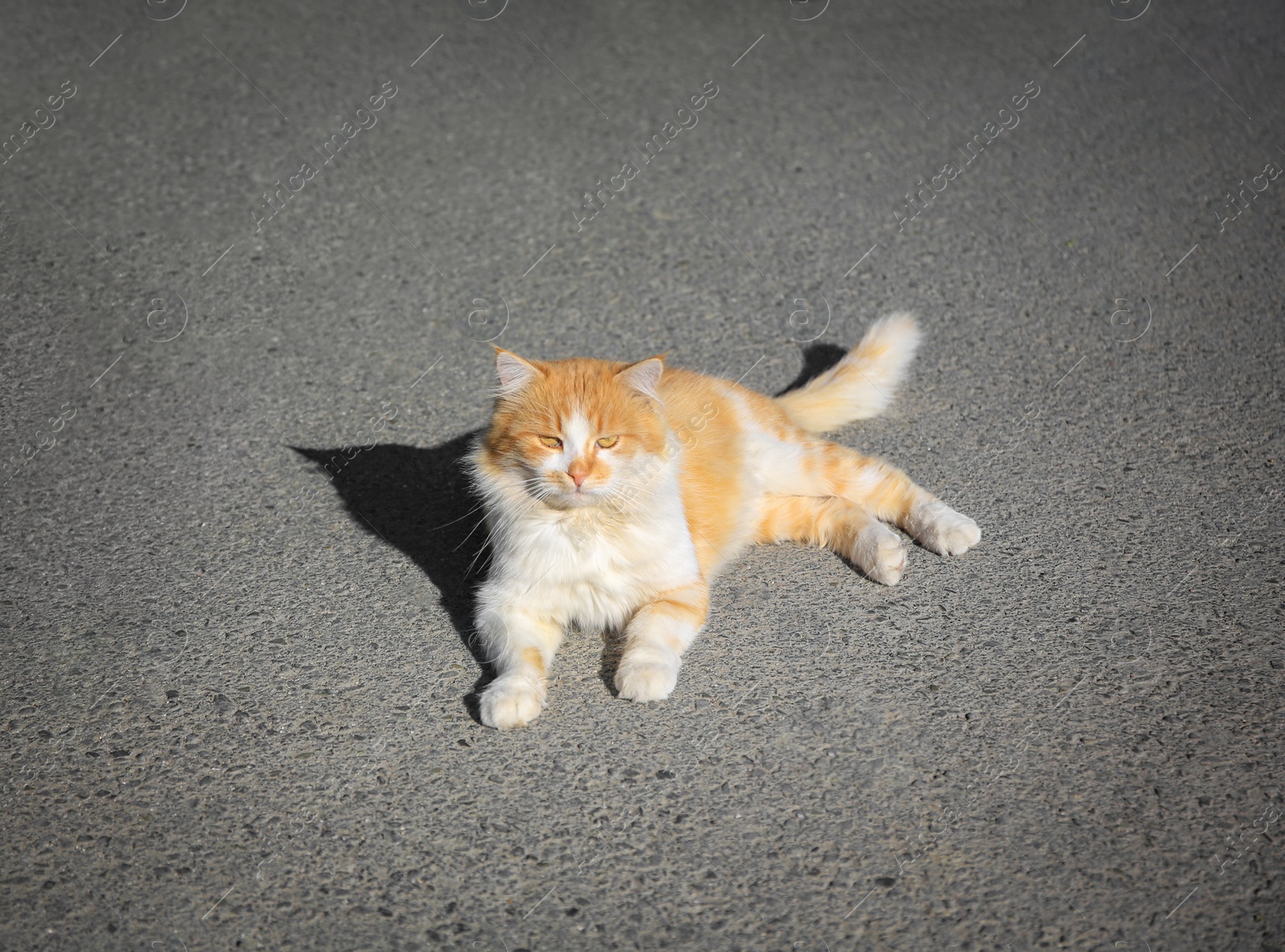 Photo of Lonely stray cat on asphalt road. Homeless pet