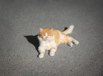 Photo of Lonely stray cat on asphalt road. Homeless pet