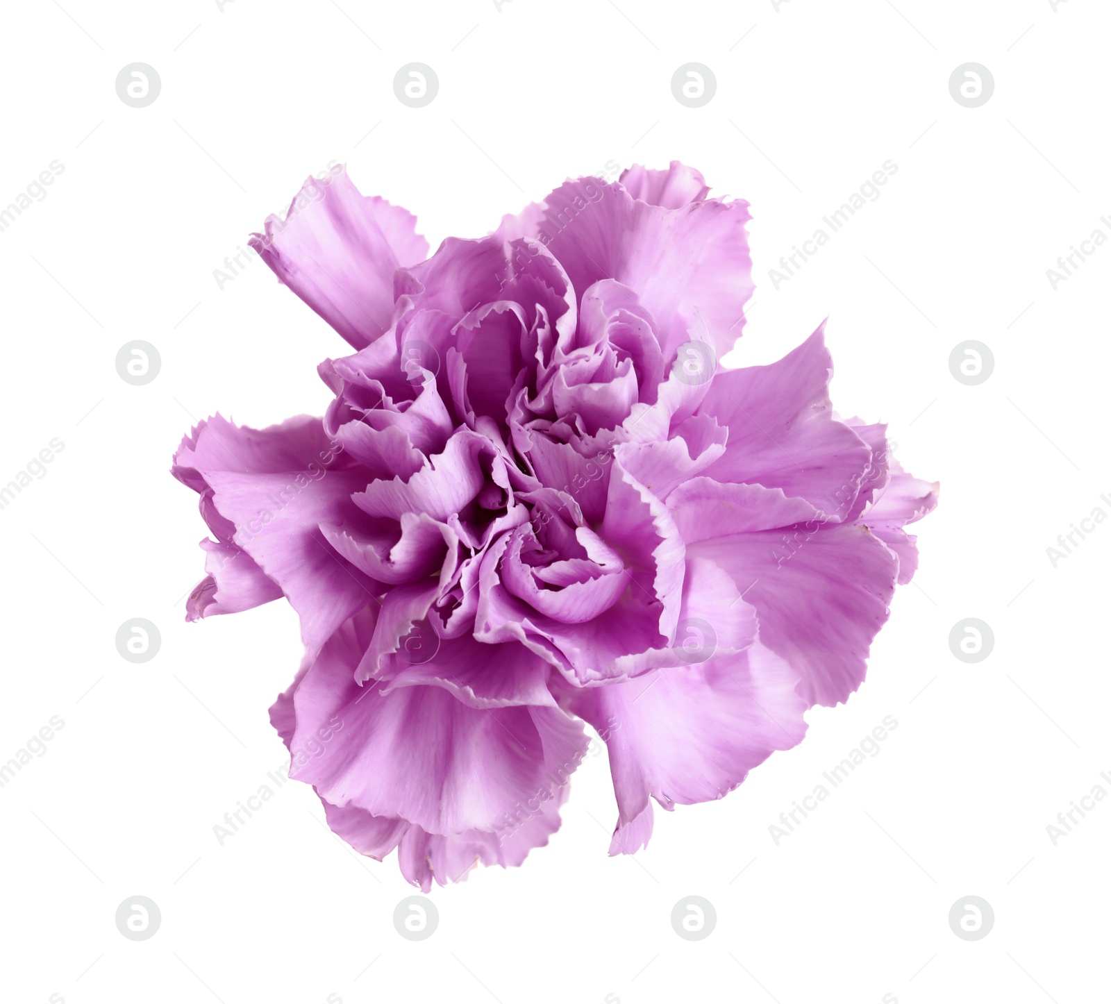 Photo of Beautiful blooming violet carnation on white background