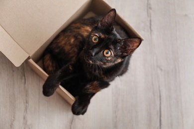 Cute black cat in cardboard box on floor at home, top view