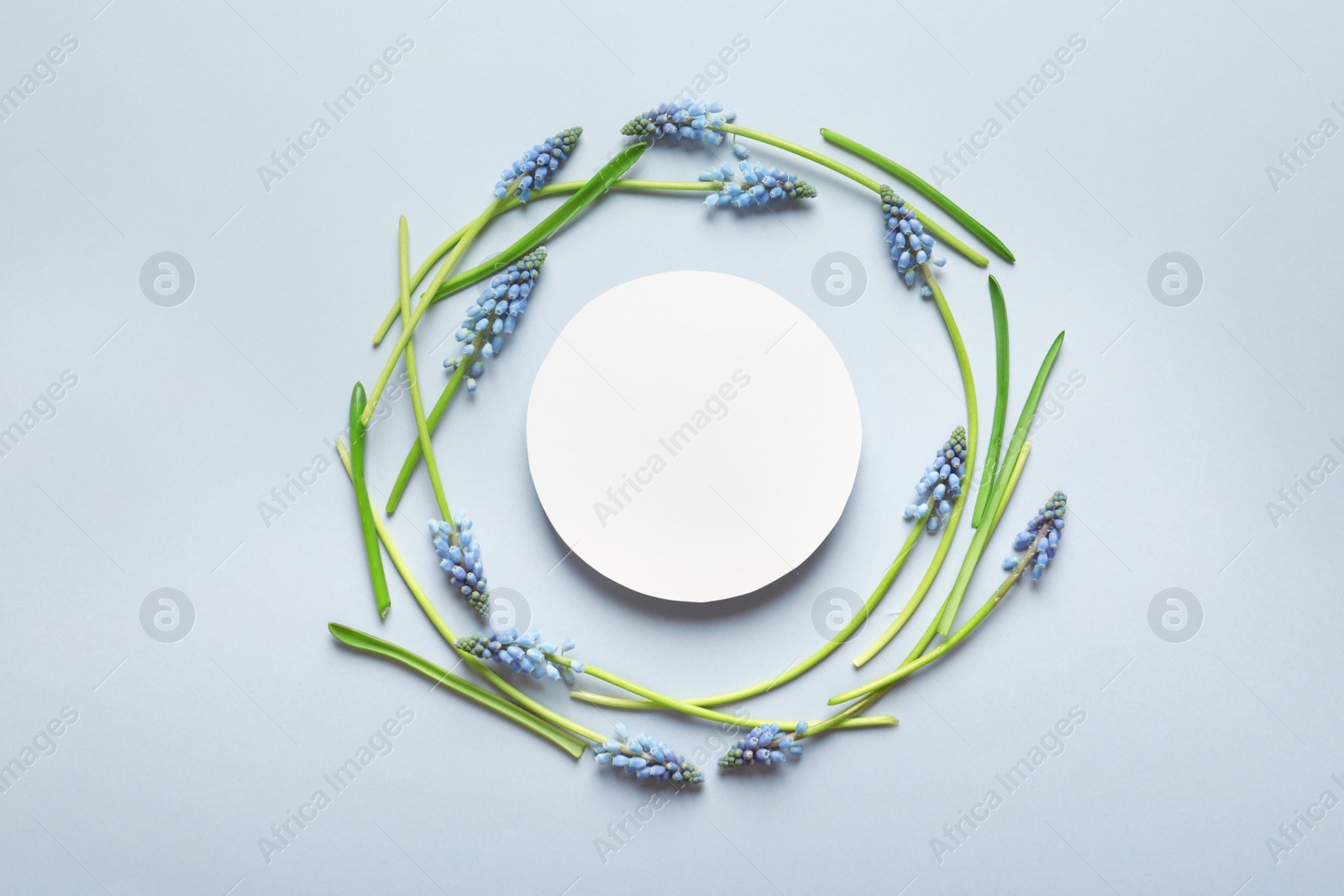 Photo of Beautiful spring muscari flowers and card on light background, flat lay. Space for text