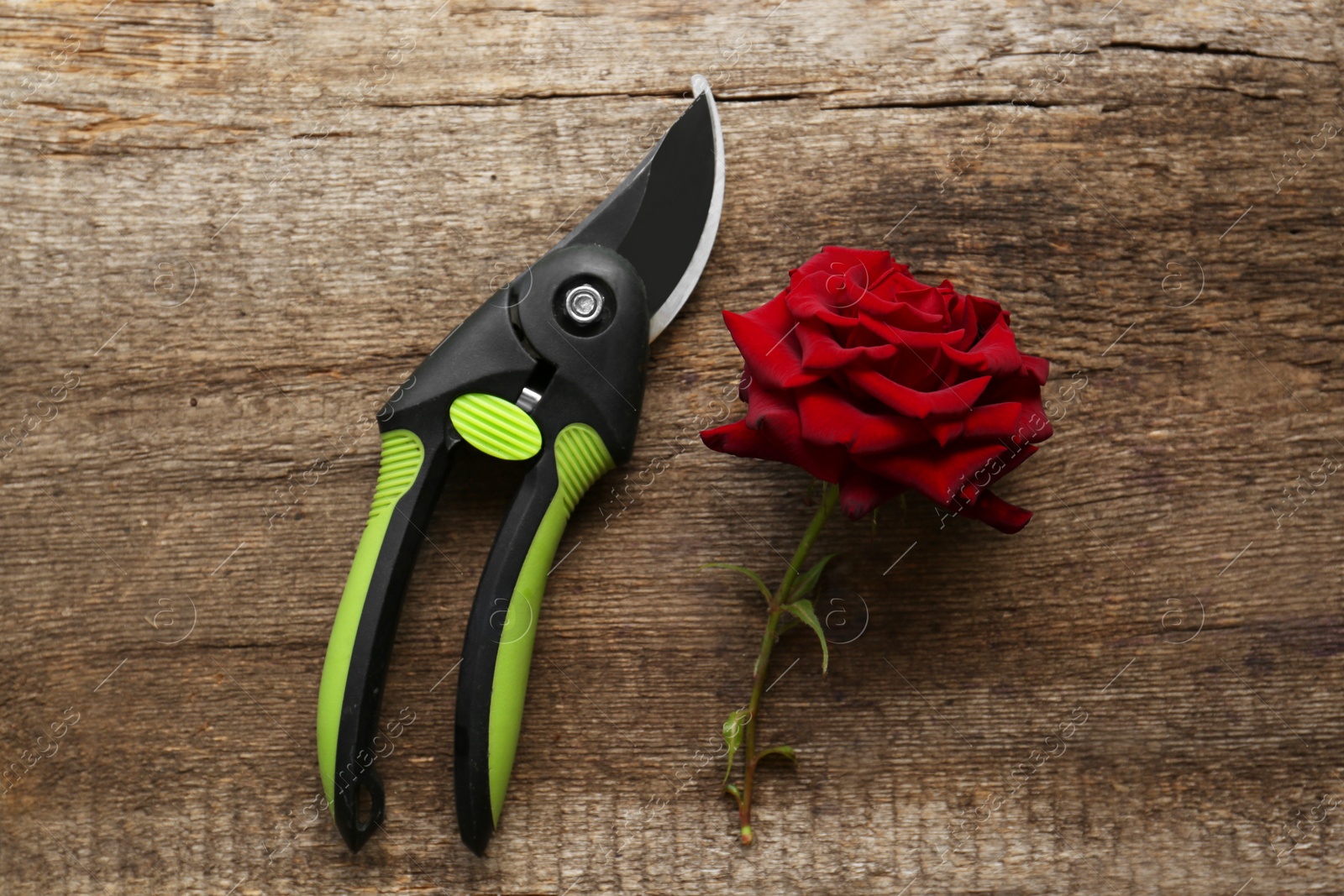 Photo of Secateur and beautiful red rose on wooden table, flat lay