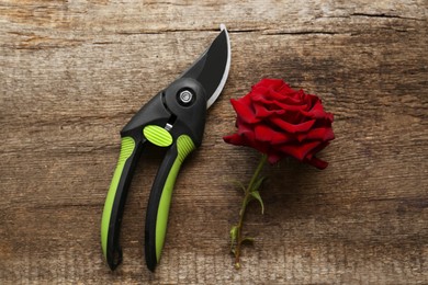 Photo of Secateur and beautiful red rose on wooden table, flat lay