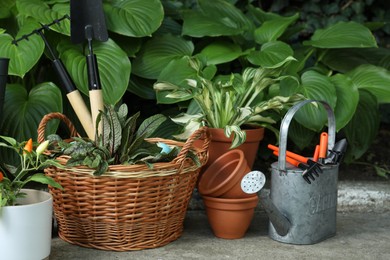 Beautiful plants and different gardening tools outdoors