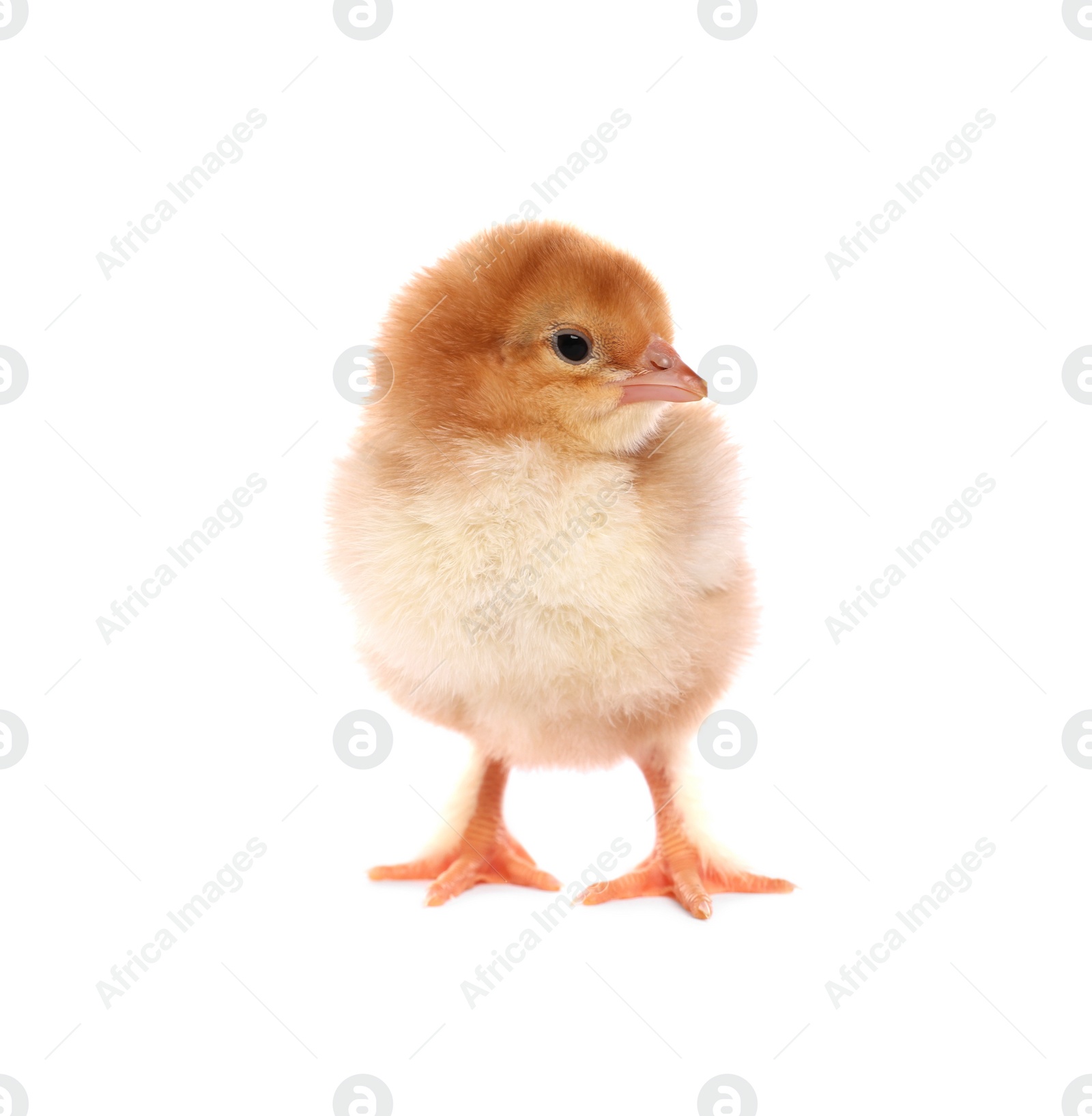 Photo of Cute fluffy baby chicken on white background