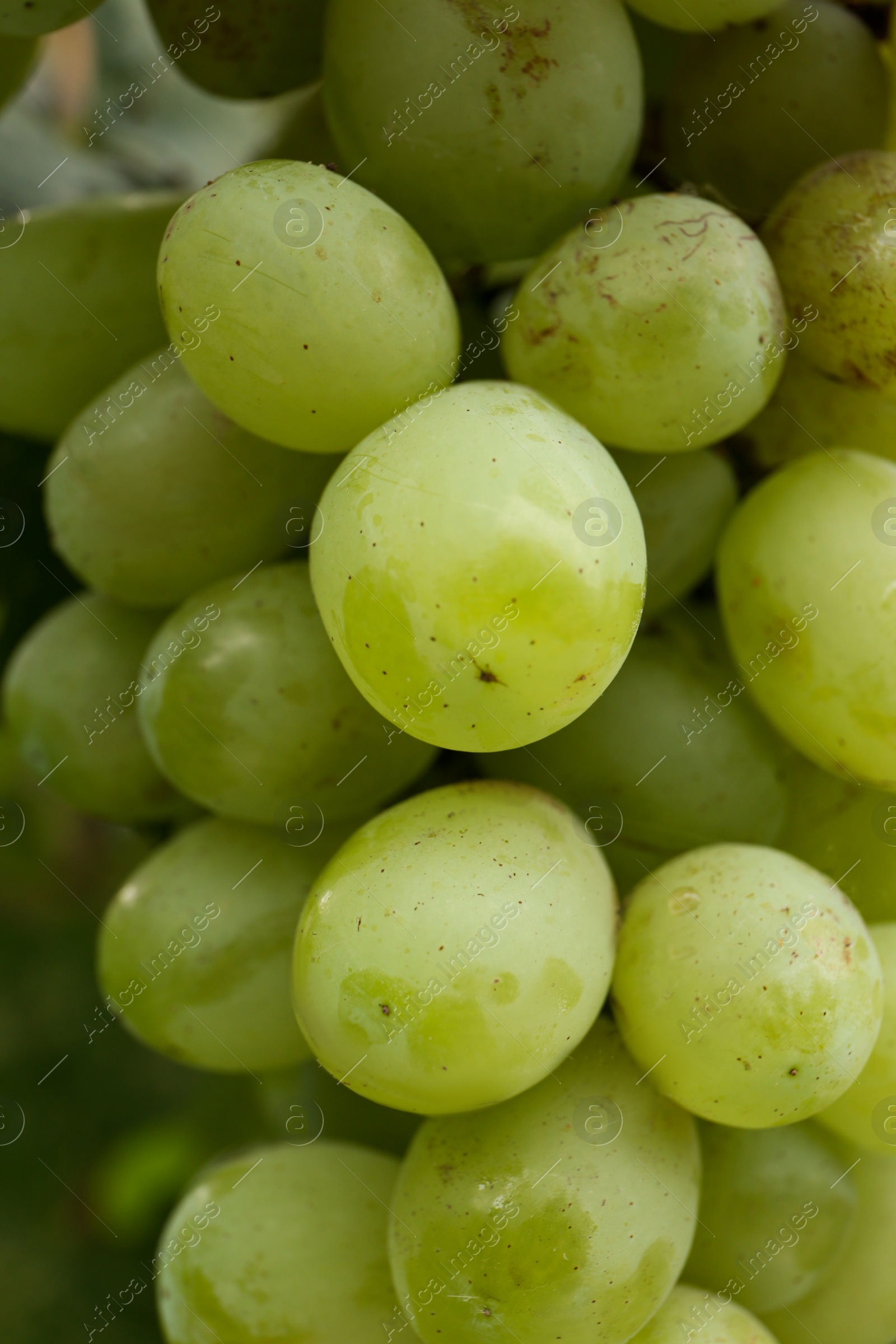 Photo of Delicious green grapes growing in vineyard, closeup