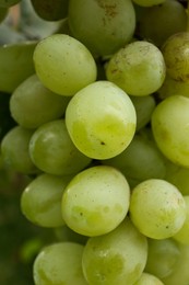 Photo of Delicious green grapes growing in vineyard, closeup
